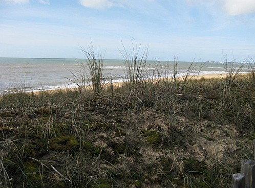 Oyats sur la dune- IMG 1627