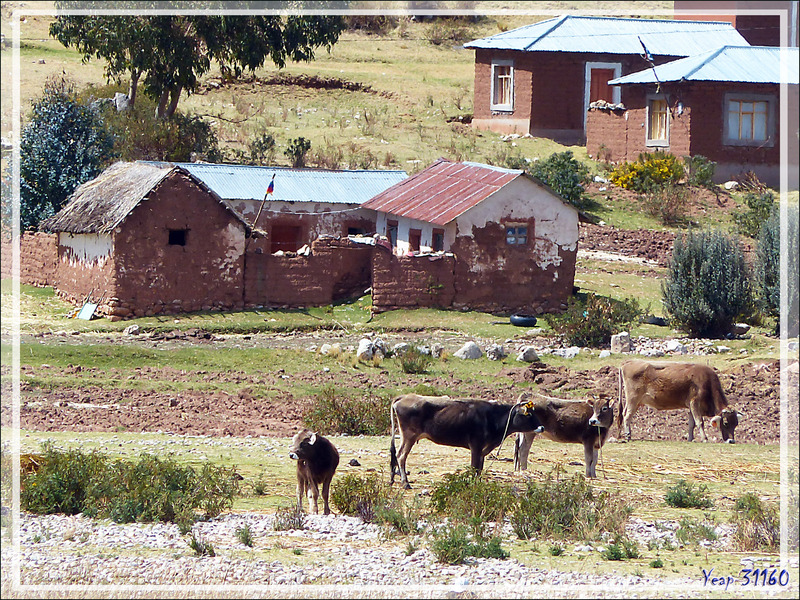 Quelques images de la vraie vie sur les rives du Lac Titicaca - Pérou