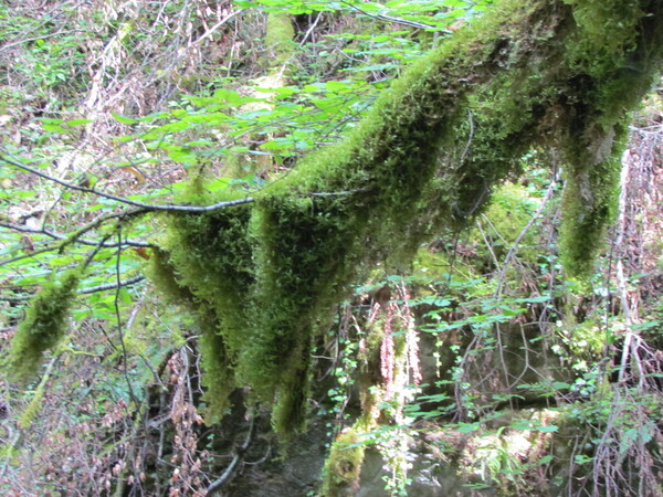 Grotte et cascade de Seythenex (2).