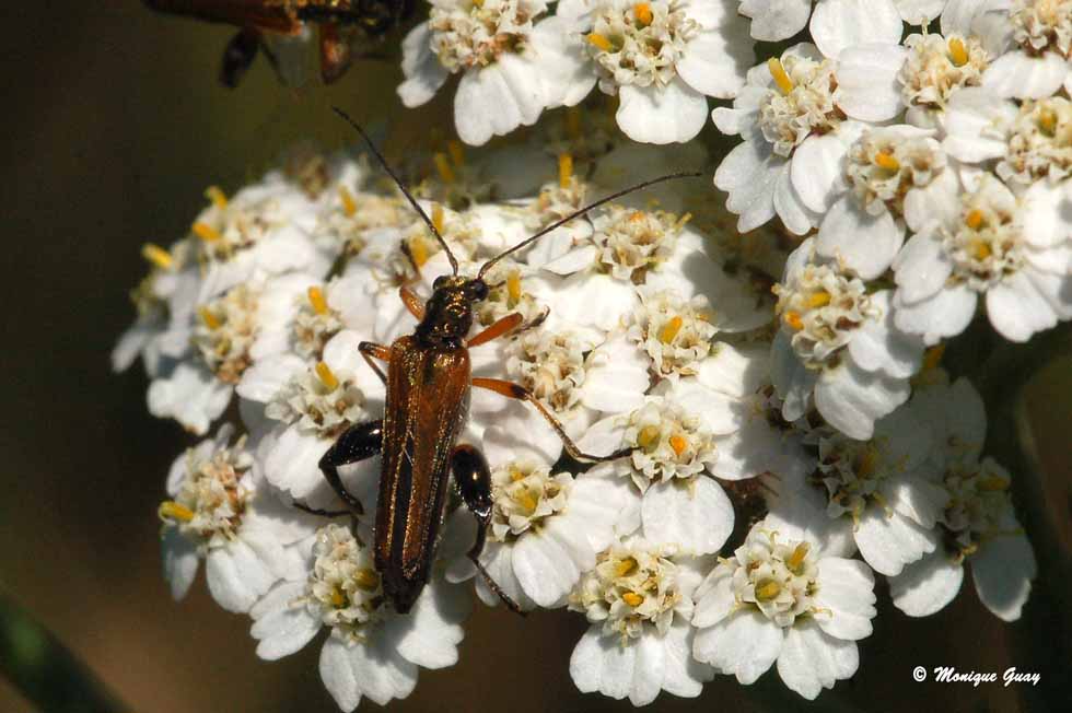 Coléoptère lepture