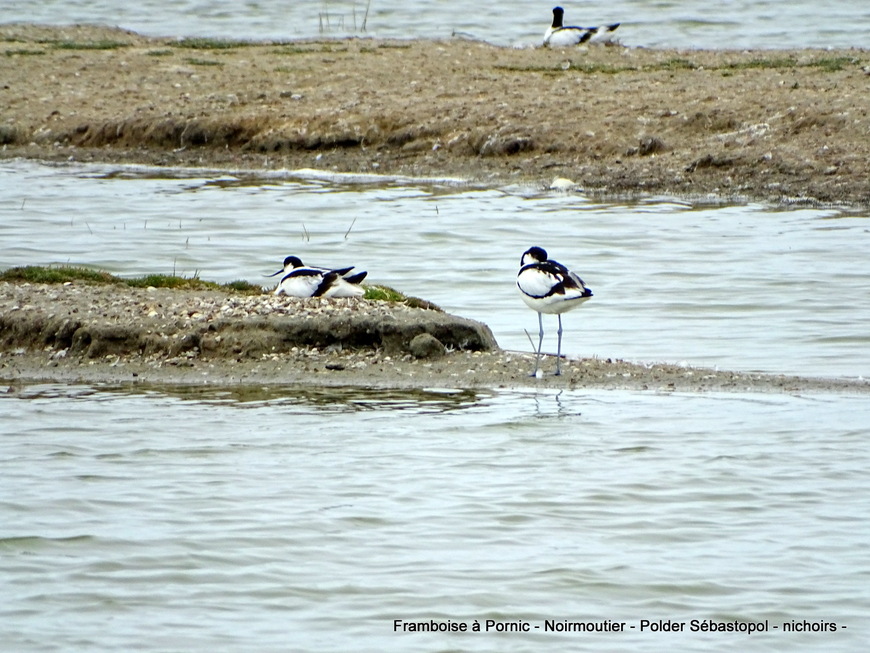 Noirmoutier Les oiseaux du polder Sébastopol Mai 2019