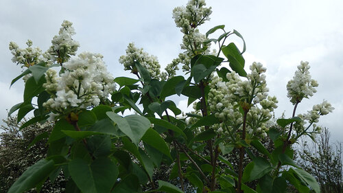 Des nouvelles de mon jardin en photos ;)