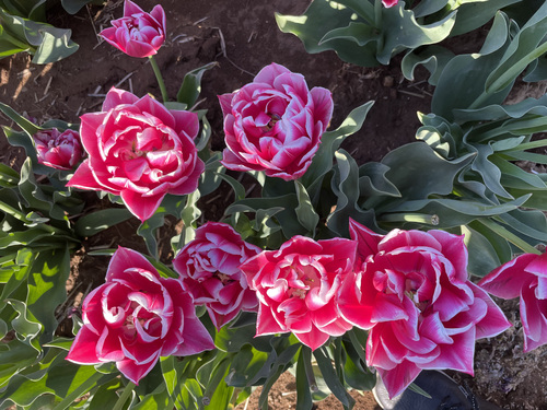 Champs de tulipes à La Brillanne