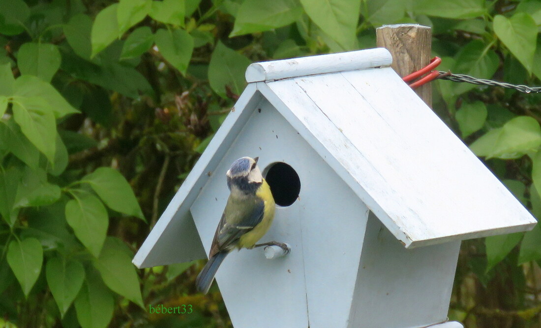 une mésange