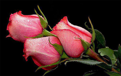 Les pinceaux et la gomme sur CC 2018