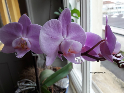 Mes orchidées....en fleurs!