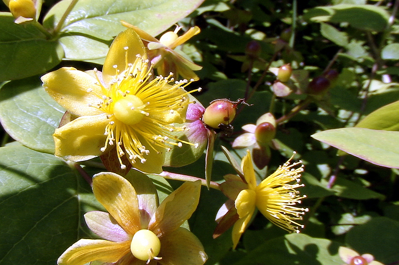 Millepertuis - Montespan - 31  (Flore)