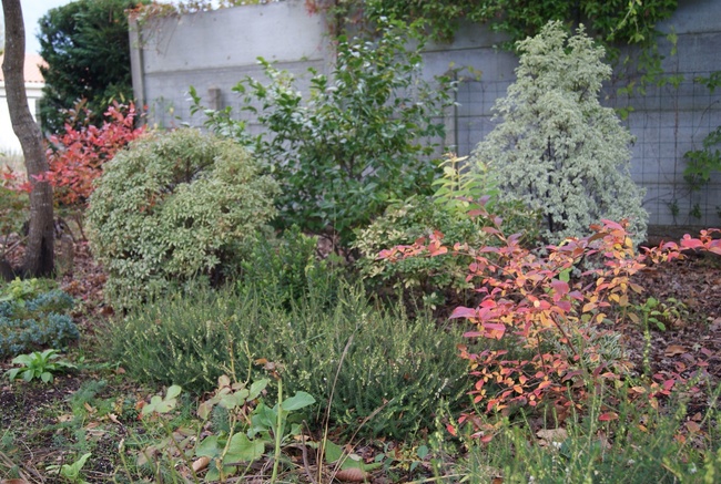 Mon jardin landais à la mi-novembre : feuillages d'automne.