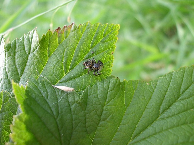 araignée saltique