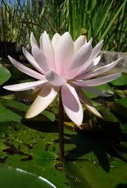 Blog de turlututu : mimipalitaf et ses photos, fleur à sept pétales