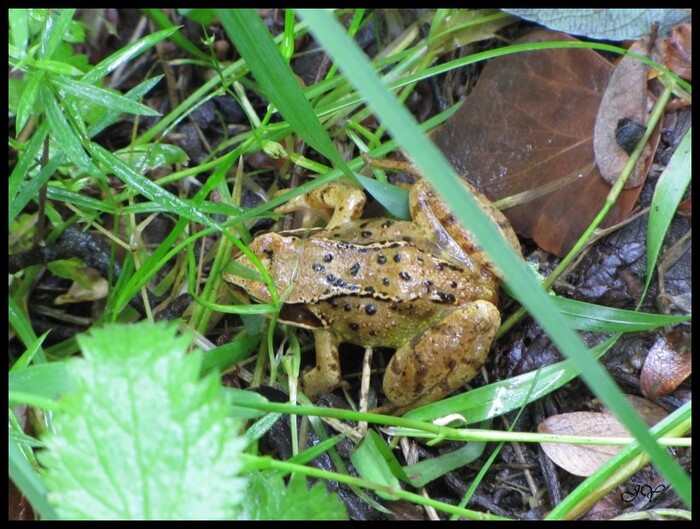 Grenouille rousse.