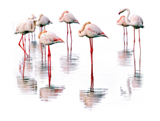 Flamands Roses Série 4