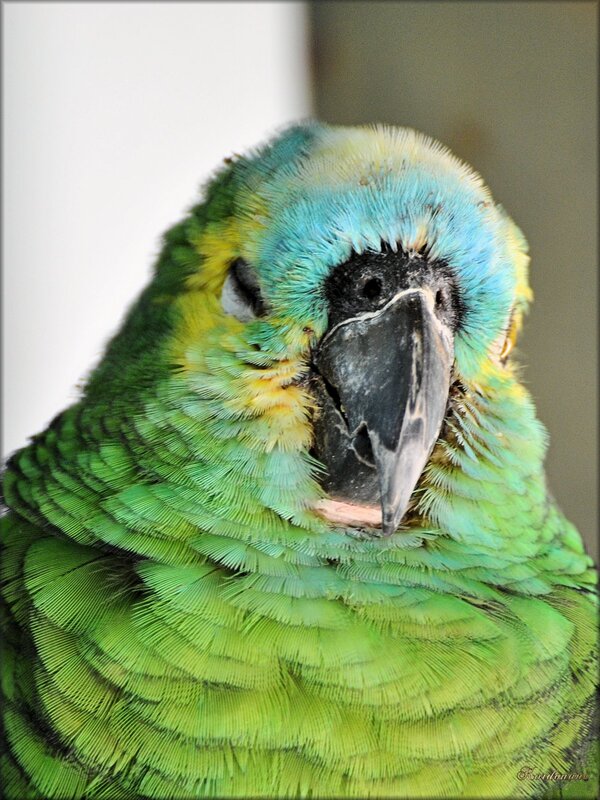 Photo d'amazone à front bleu (perroquet)