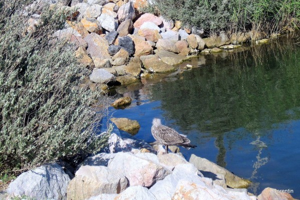 H016---Jeune-mouette.JPG