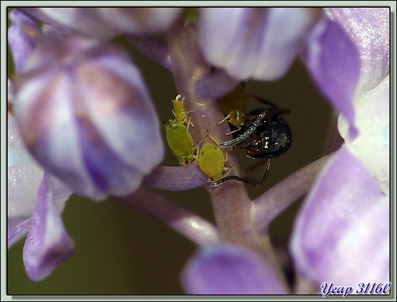 Les squatteurs de la Scille d'automne (Prospero autumnale ou Scilla autumnalis) - Verdun-sur-Ariège - 09