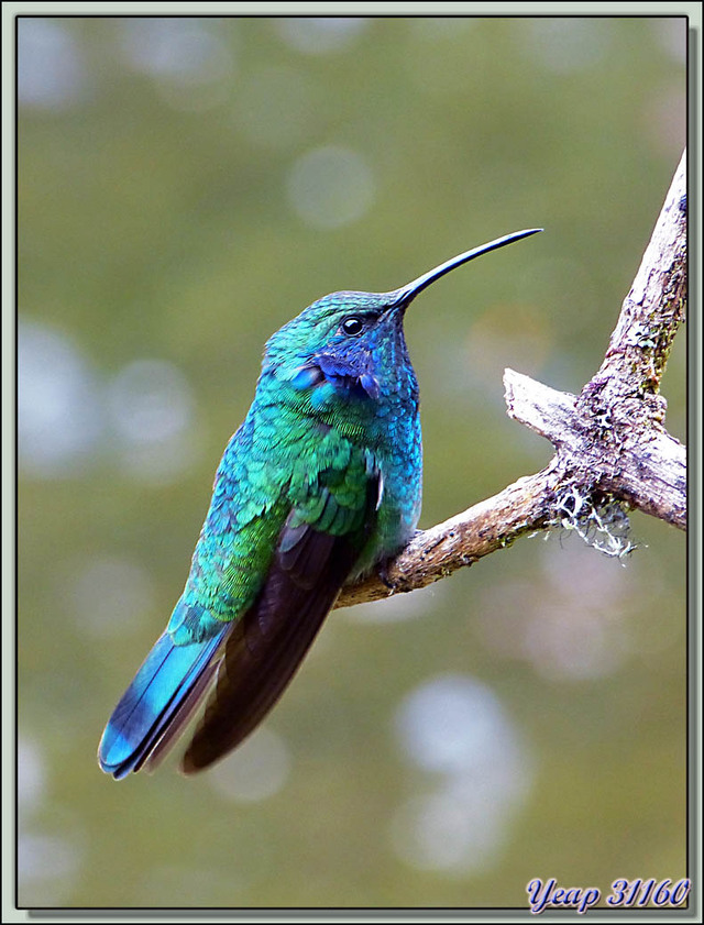 Blog de images-du-pays-des-ours : Images du Pays des Ours (et d'ailleurs ...), Colibri - San Gerardo de Dota - Costa Rica