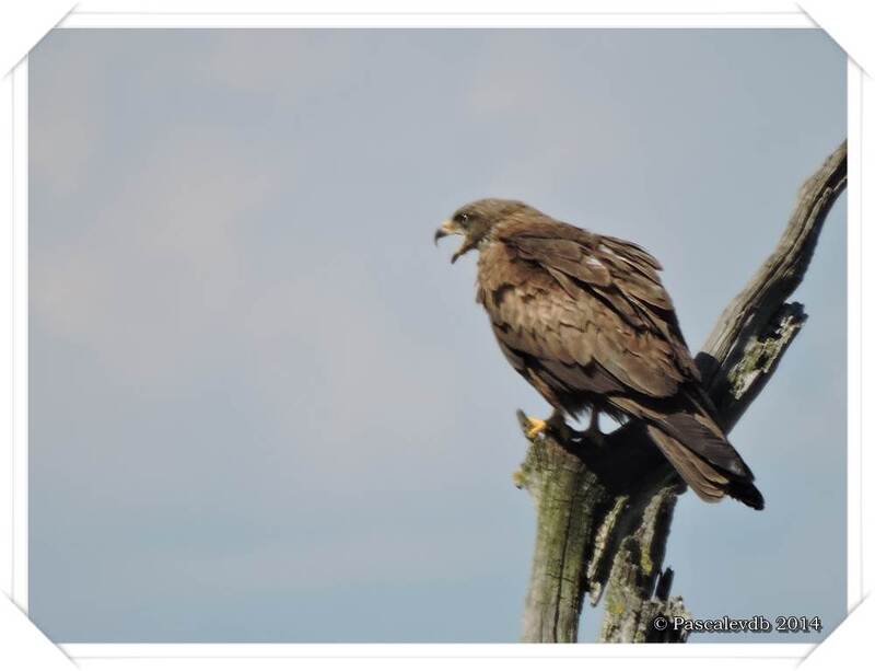 Retour sur le domaine des oiseaux au Teich - 8/10