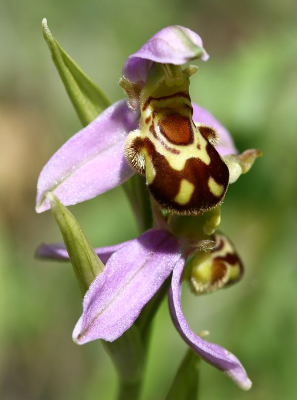 Les ophrys