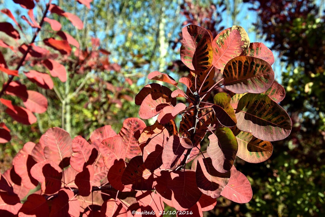 L'automne à Le Garric/Cagnac-les-Mines (81)