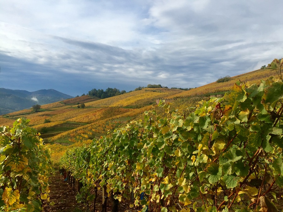 Le vignoble Alsacien en automne, 3