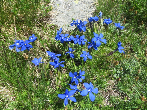 Fleurs bleues