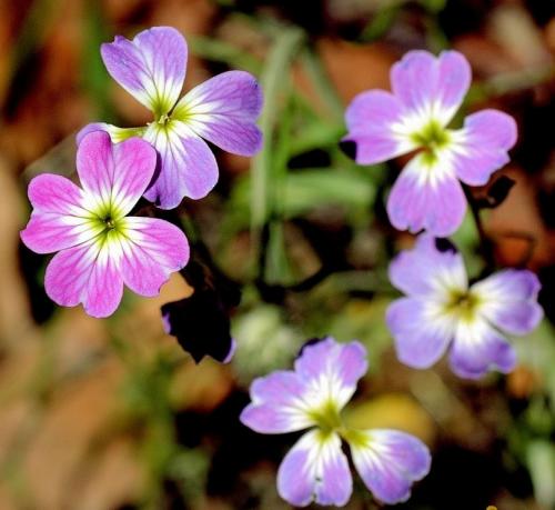 Fleurs cultivées : Julienne de Mahon