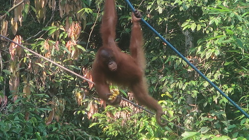 Bornéo - état du Sarawak