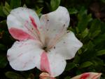 Identification par les fleurs !