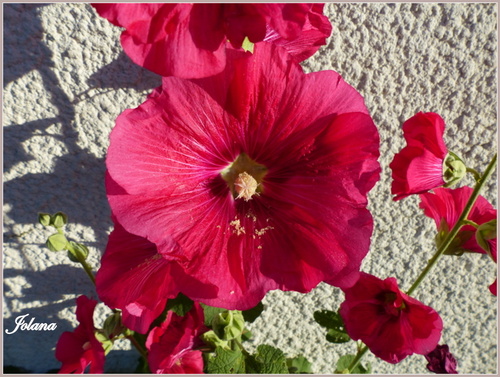 Rose trémière ou Alcea rosea 