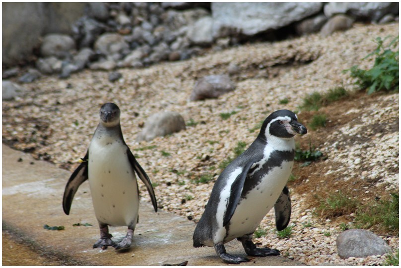 Au zoo de Beauval-03-Les pingouins