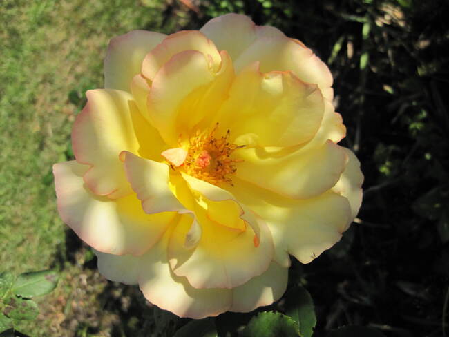 Rose Parure d'or ( Delmir ), rosier grimpant de Delbard.