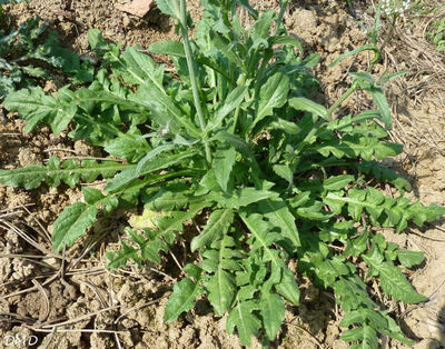 Capsella bursa-pastoris - bourse à pasteur