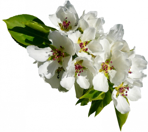 Tubes png fleurs cerisiers et pommiers