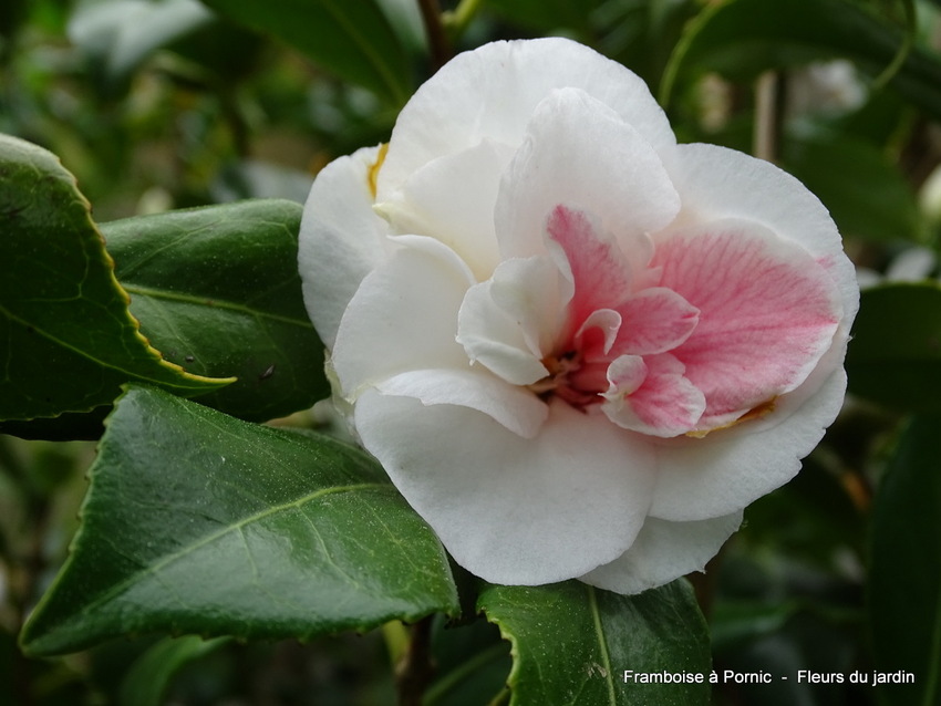 Le printemps au jardin 