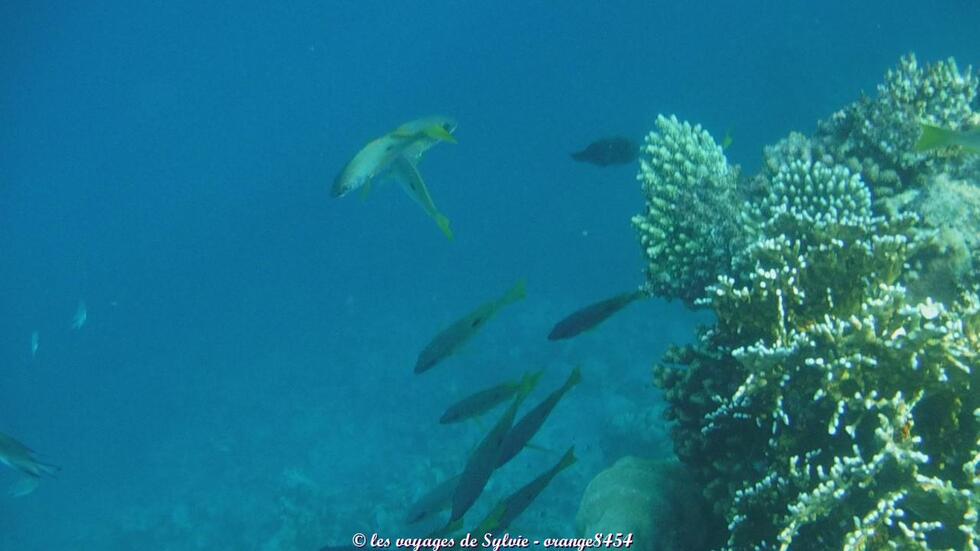 MARSA ALAM ÉGYPTE POISSONS 