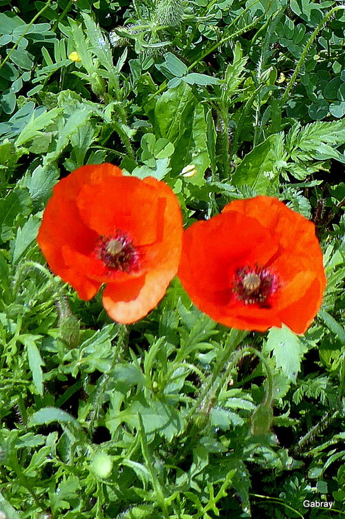 Les coquelicots ! 