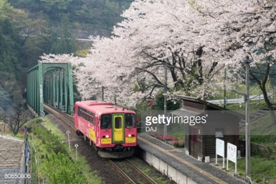 story life trams japan cherry blossoms trams
