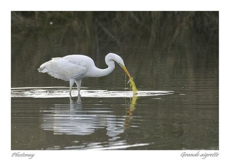 Grande aigrette 5