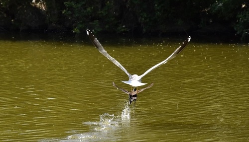 ... pas contente, la mouette...