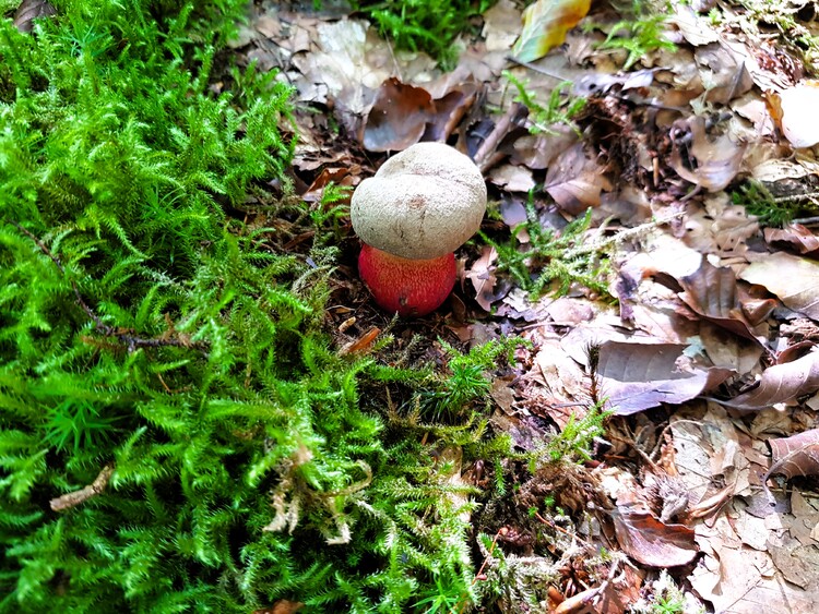 Quand la forêt me fascine toujours