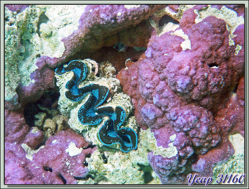 Bénitier turquoise et corail violet - Lagon Bleu - Rangiroa - Tuamotu - Polynésie française