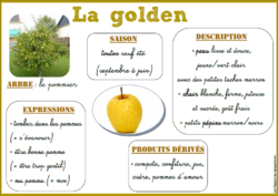 LES FRUITS  Vocabulaire pour les enfants 