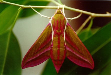 RÃ©sultat de recherche d'images pour "sphinx de la vigne"