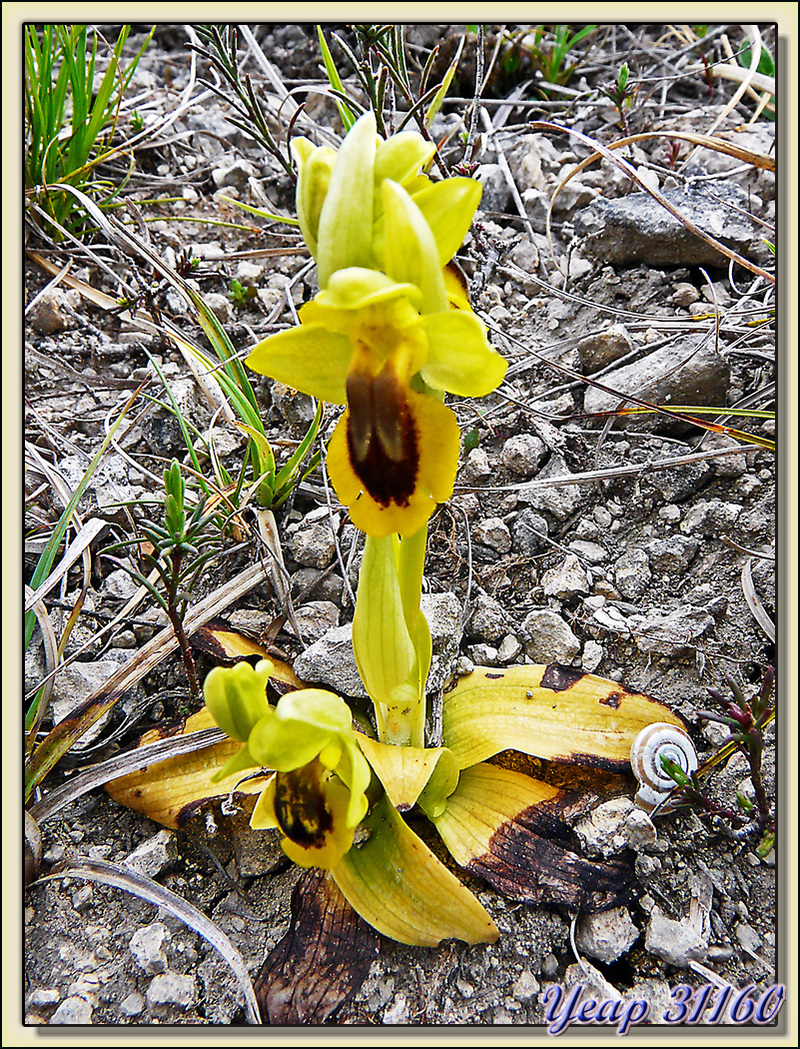 Balade "orchidées": L'ophrys jaune (Ophrys lutea) et l'escargot - Aulon - 31  (Flore)