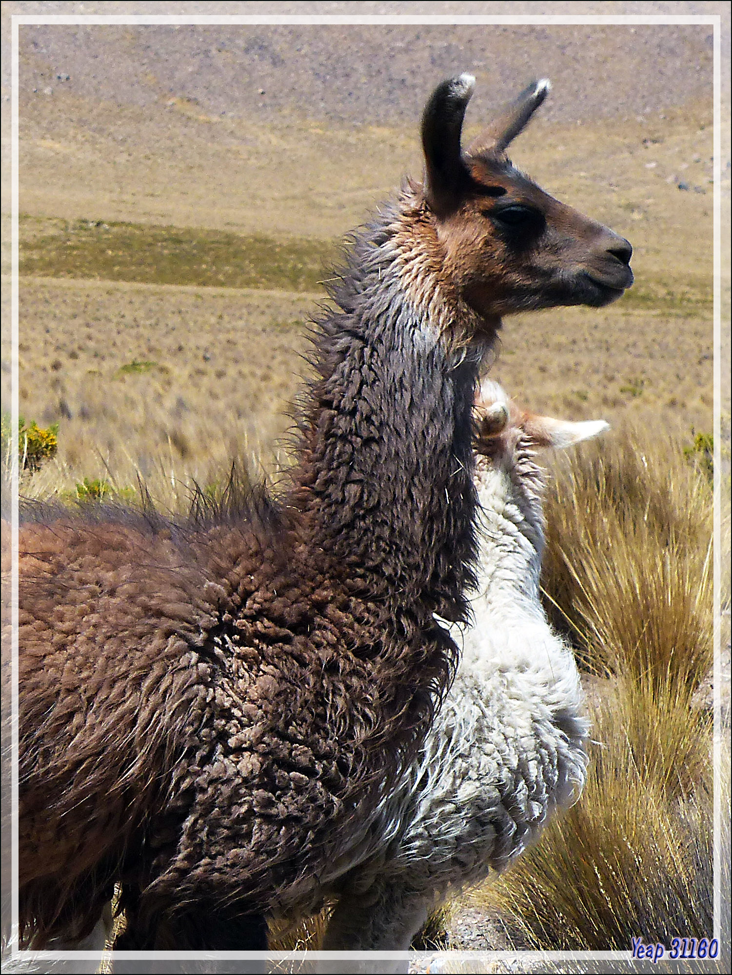 rencontrer un lama