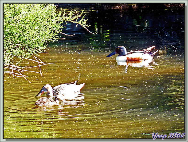 Canard souchet (Anas clypeata) - La Couarde-sur-Mer - Ile de Re - 17