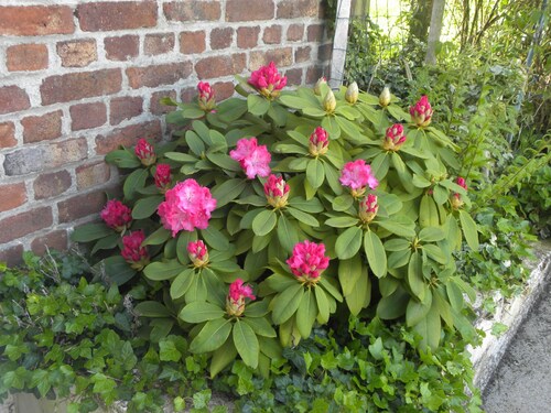Mon rhododendron
