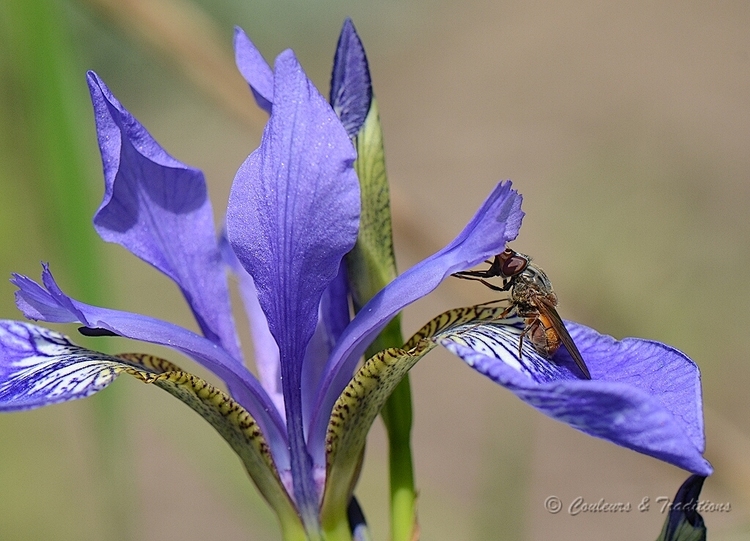 Iris de Sibérie 