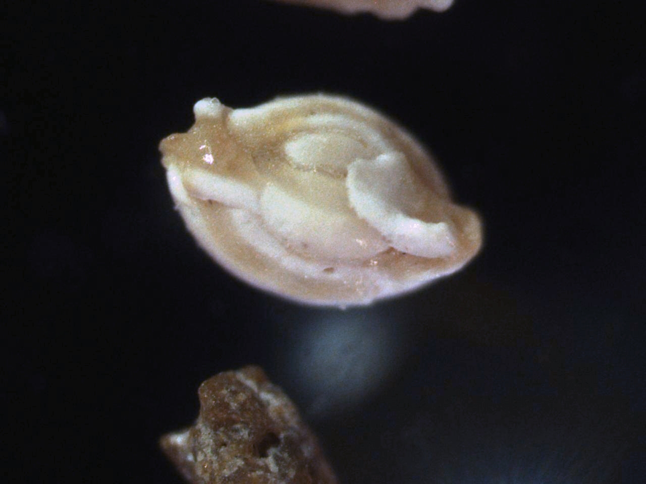 foraminifera