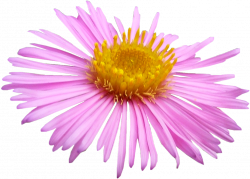 Tubes PNG de fleurs